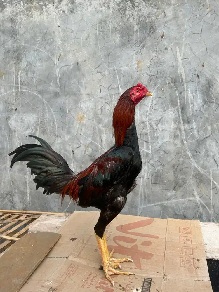 Ayam bangkok x mangon