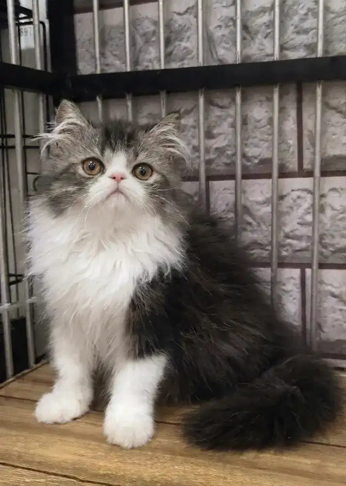 Persia Peaknose jantan