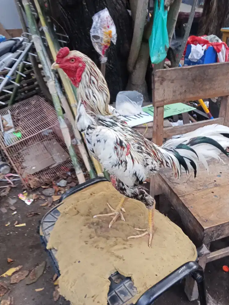 Ayam Bangkok 2D (khoyTRADngon x pakhoy)