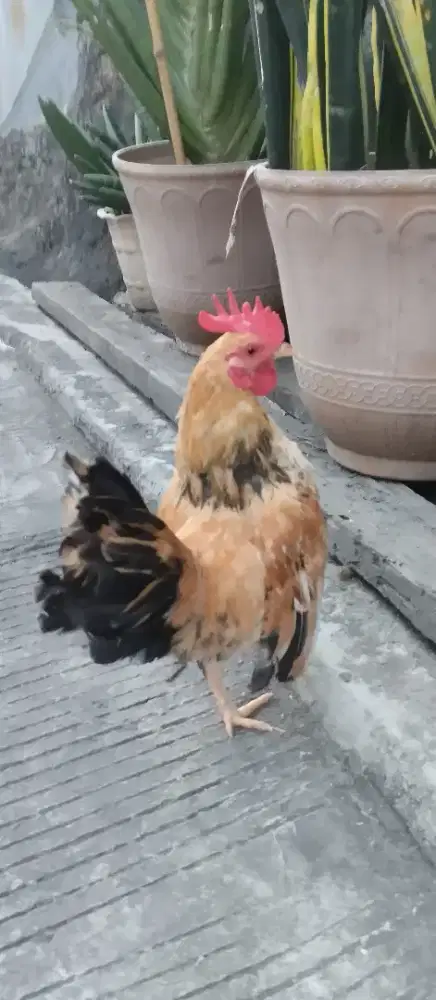 Ayam kate sepasang