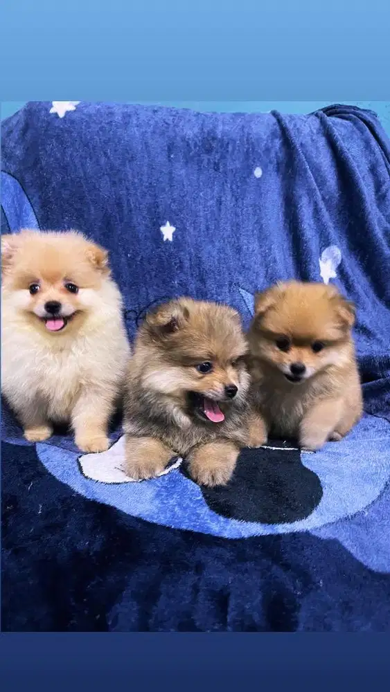 Minipom ras kecil
