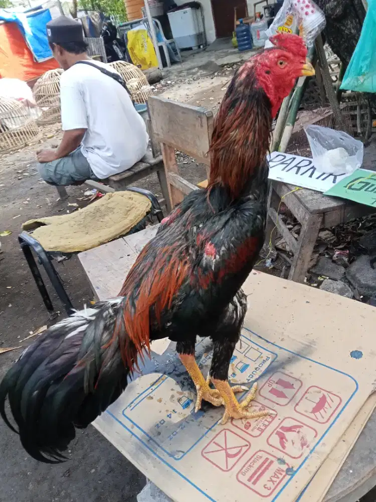 Ayam Bangkok 2D (BK selatan x Mangon)