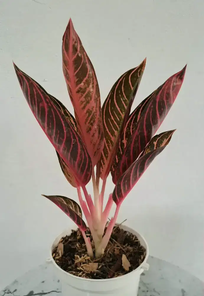 Tanaman Hias Aglonema Red Sumatra