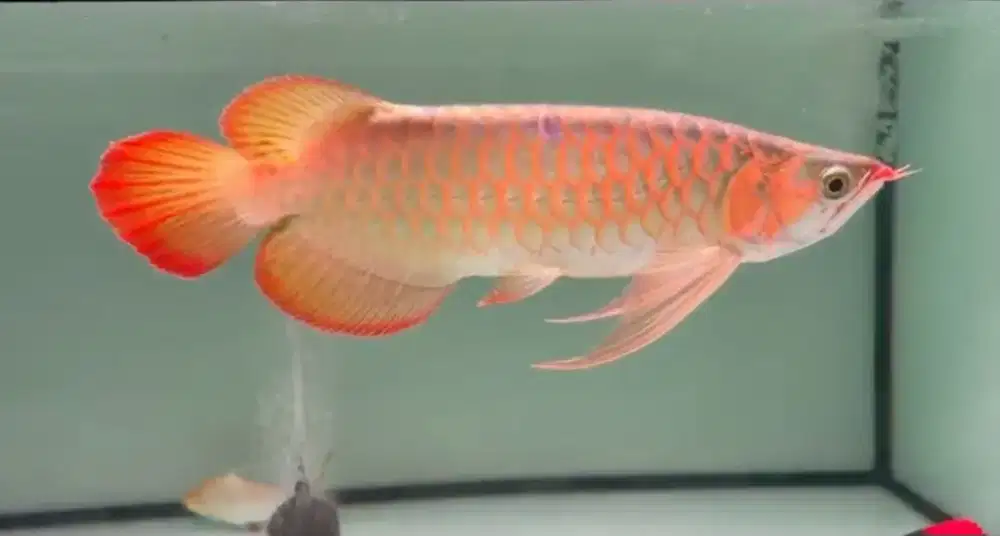 Arwana Super Red Spek Kontes Size 40cm