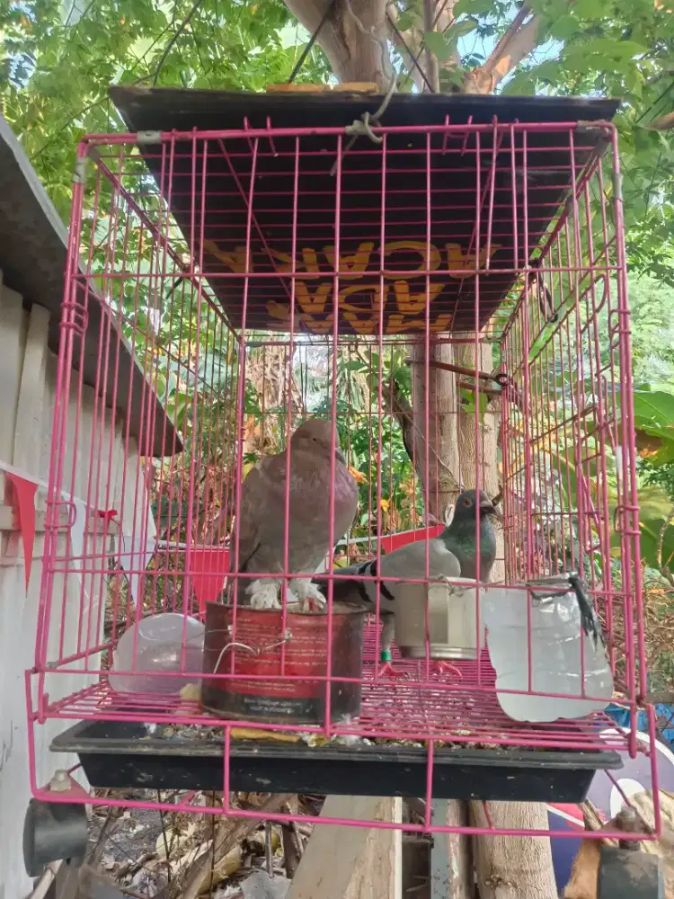 Jual burung dara