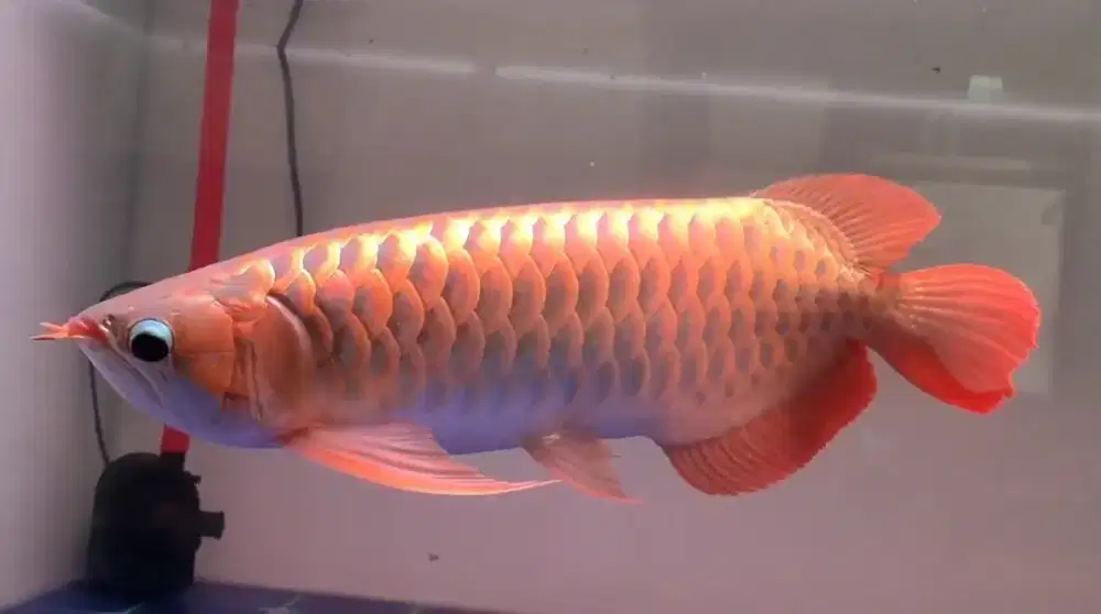 Arwana Super Red Size 48cm