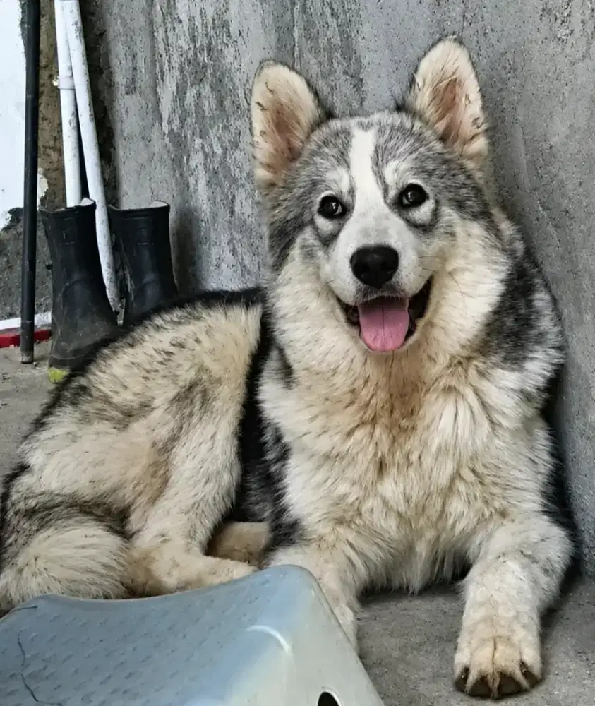 Giant Alaskan Malamute 5 bulan