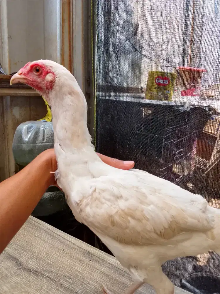 Ayam betina putih polos