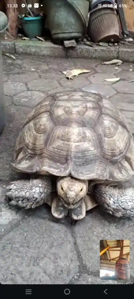 Kura kura SULCATA