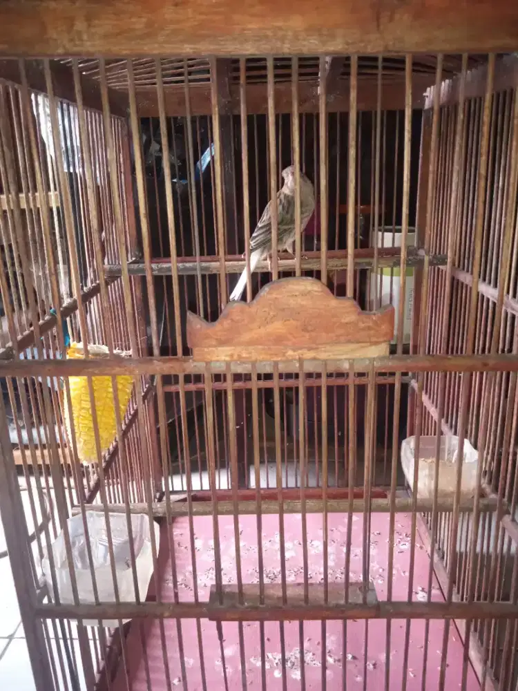 Kenari paud riwikan di BSD