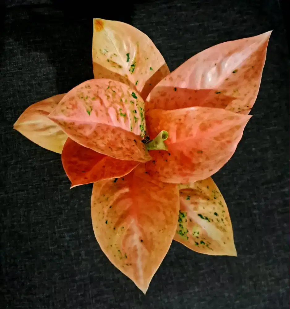 Tanaman Hias Aglonema Sturdust Orange Neon