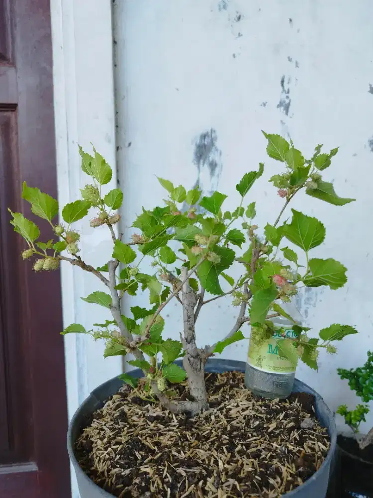 Bonsai Murbei Berbuah