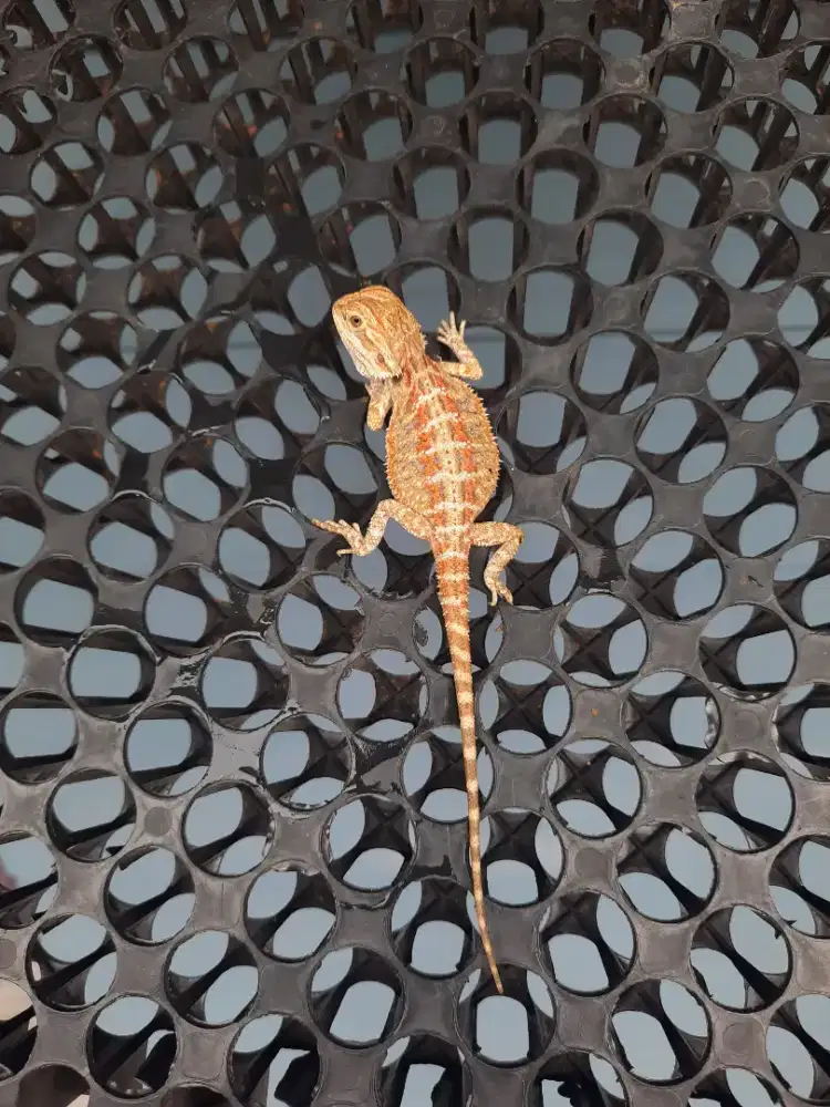 Bearded Dragon Red Hypo
