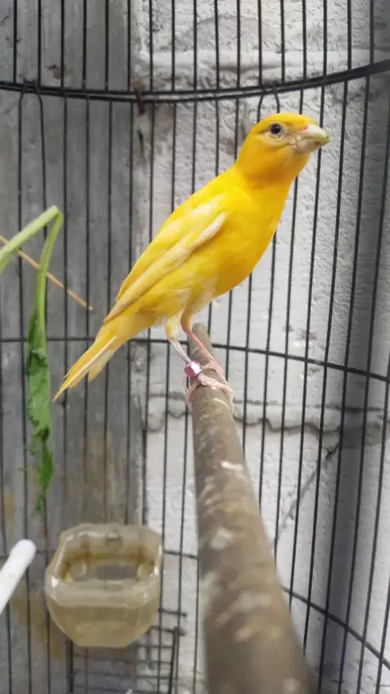 Burung kenari F1gbsf paud/anak jantan