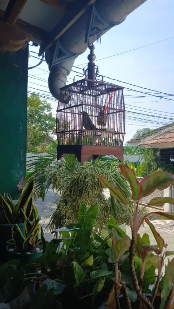 Siri siri gede rajin