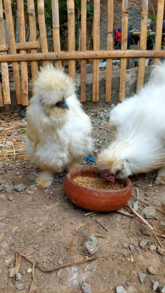 Sepasang indukan Ayam hias american silky remaja
