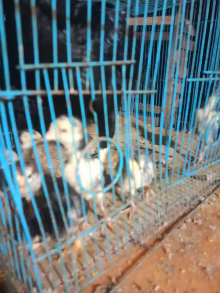 anak ayam usia 2 bulan