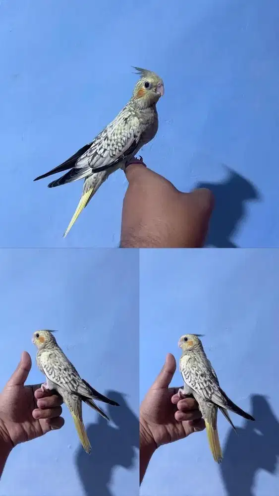 Falk Cockatiel parkit australia