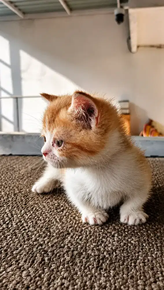 Munchkin betina 3 bulan