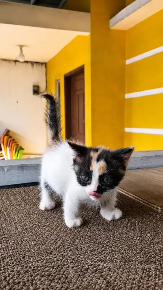 Munchkin betina calico