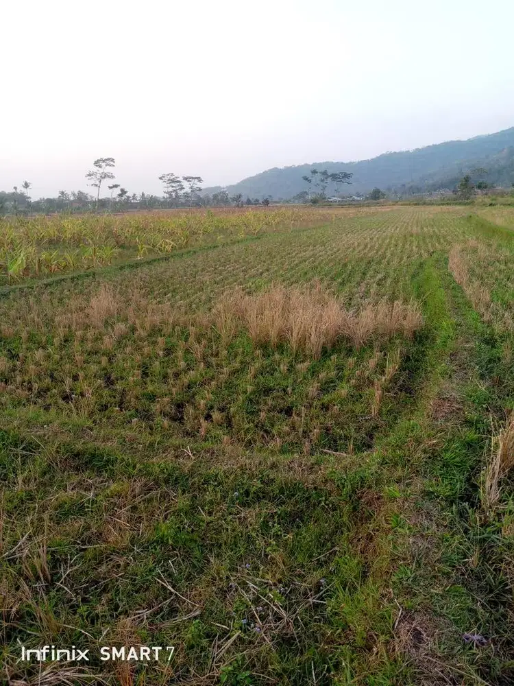 Dijual Tanah Sawah 2.544 m² – Surat AJB Lengkap, Lokasi Strategis