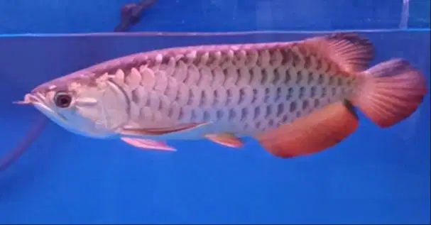arowana golden xb di Medan.