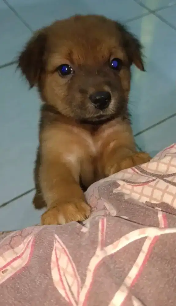 Anak Anjing usia 2 bulan Cewek Induk foto terakhir