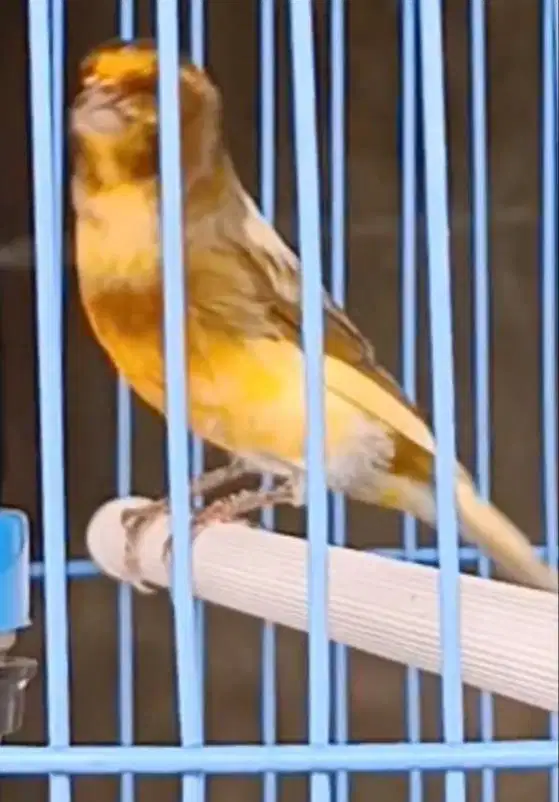 burung kenari jantan di Medan