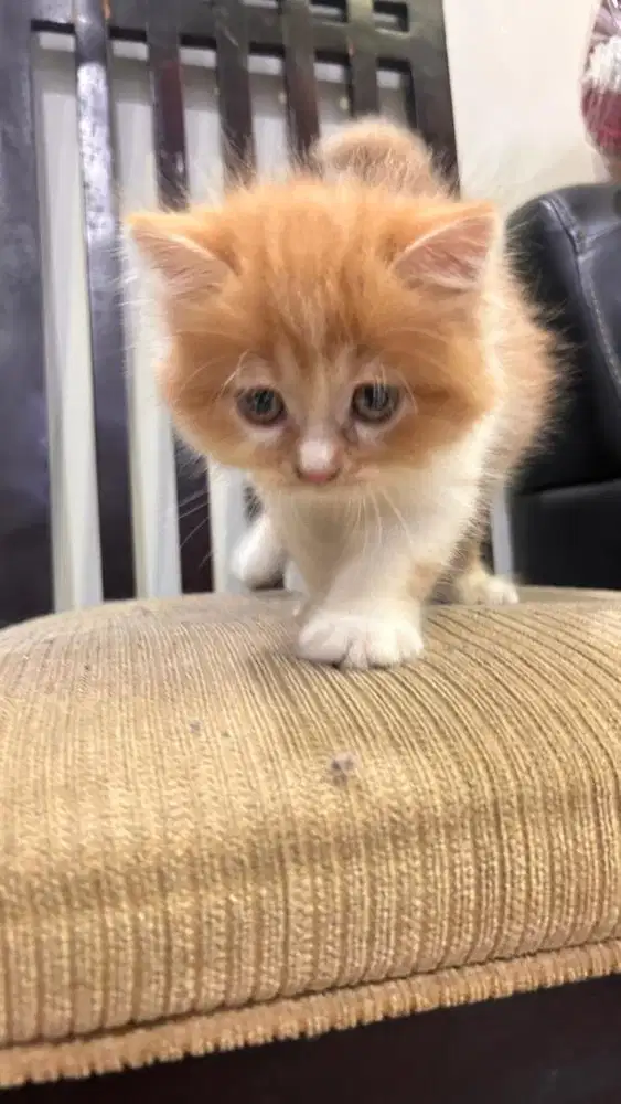 OPEN ADOPT KITTEN PERSIA MEDIUM..