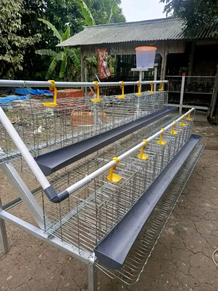 Kandang kapasitas 24 ekor