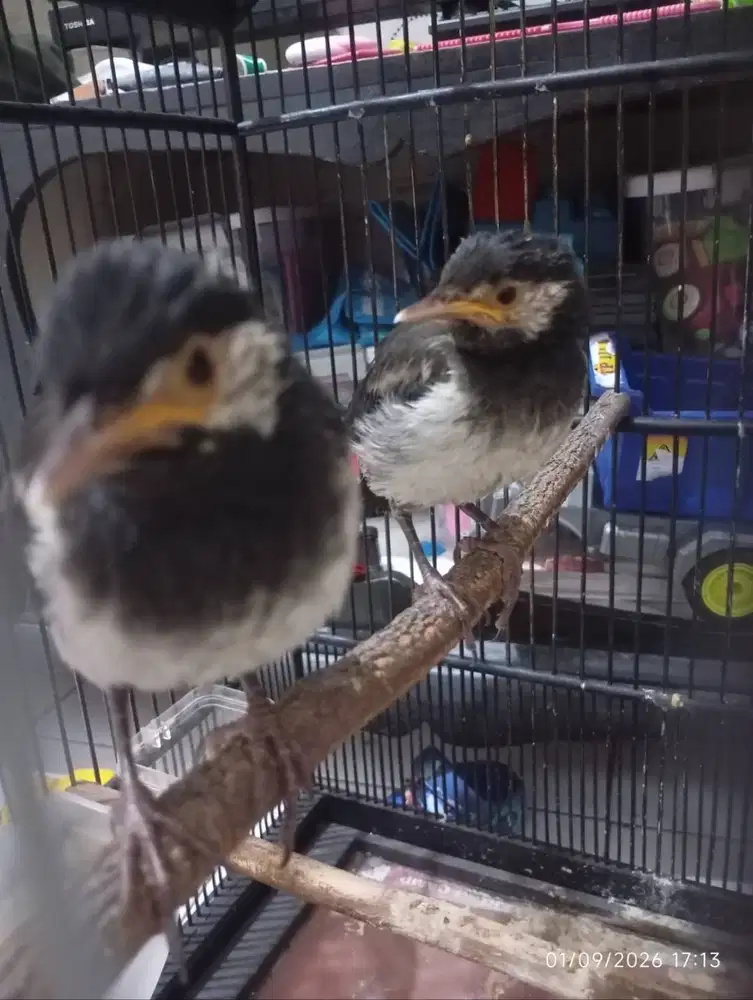 Burung calon masteran