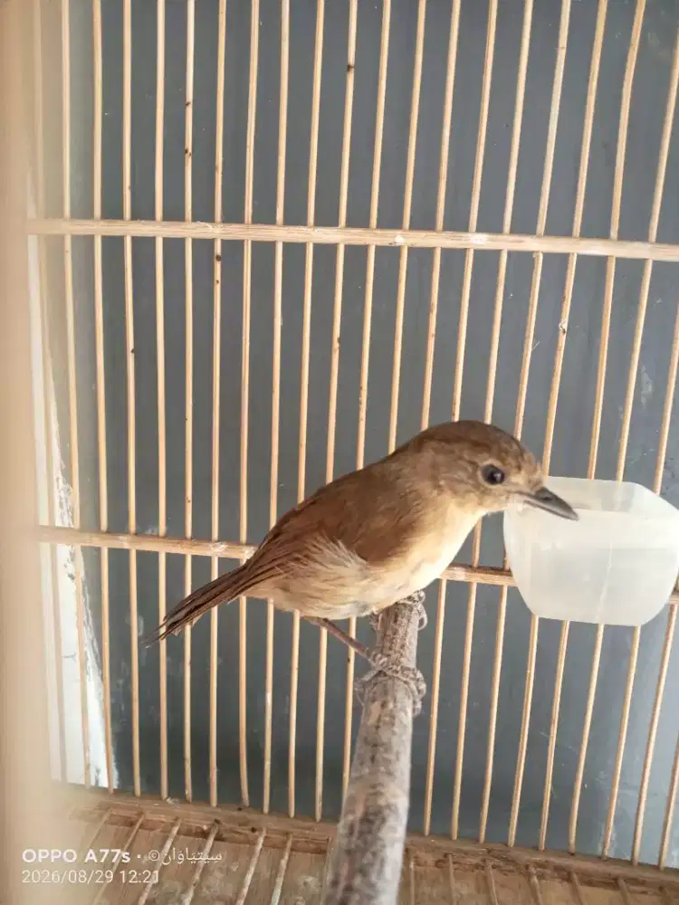 Burung flamboyan