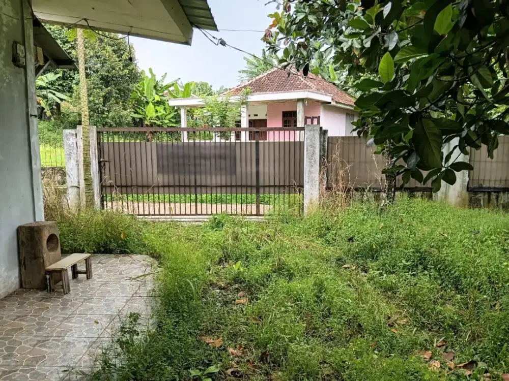 Tanah 1000m  buat  ternak