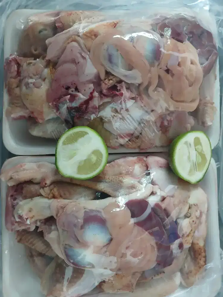 Ayam Kampung segar