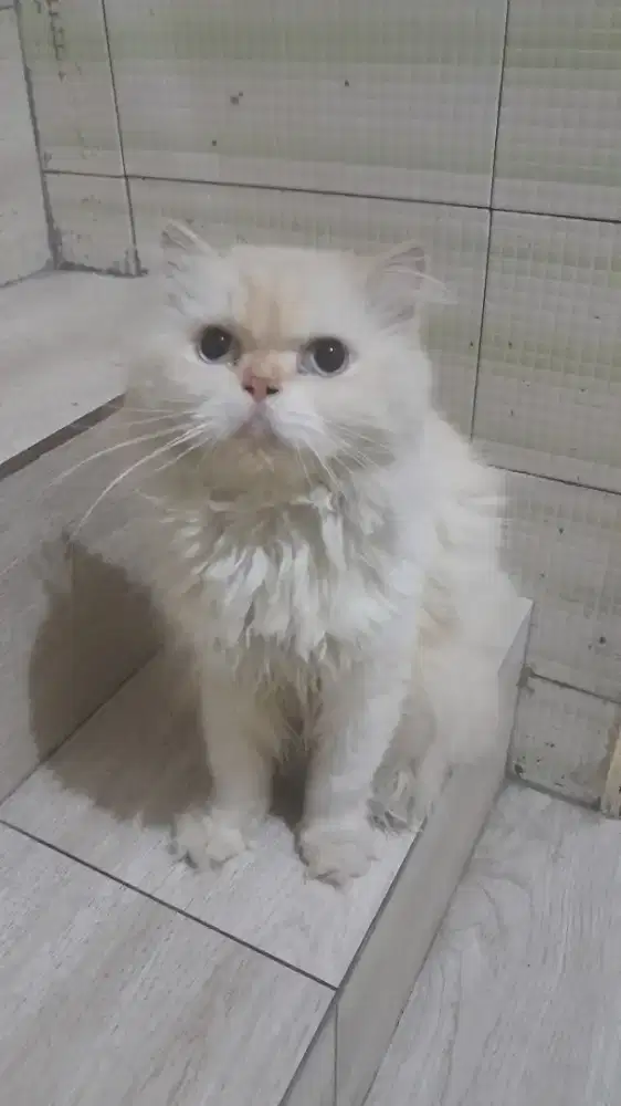 Kucing persia krem
