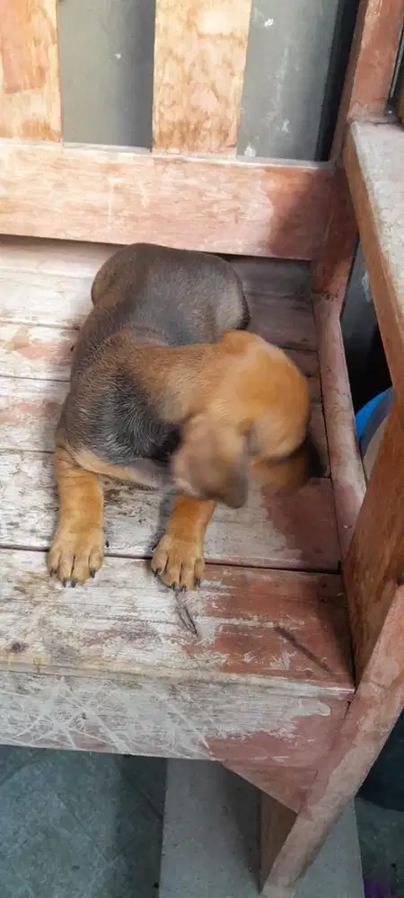 Tekel (Mini Daschund)