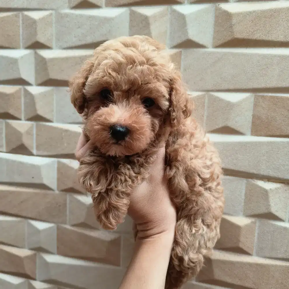 Red Poodle Jantan