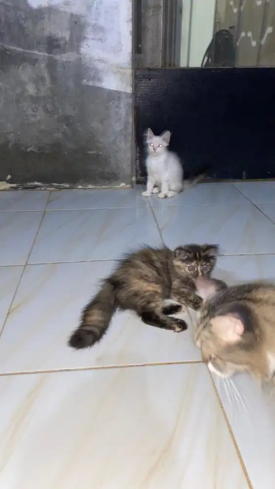 Kucing persia himalaya