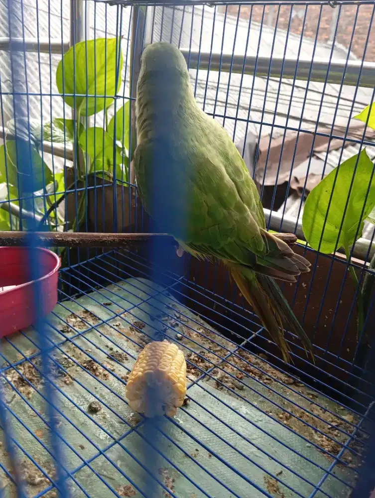 Burung Indian ring neck ( IRN)