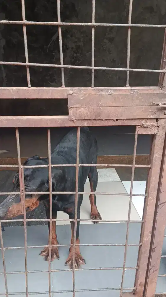 amjing doberman