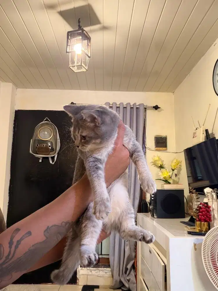 Kucing British Shorthair X Scottish fold