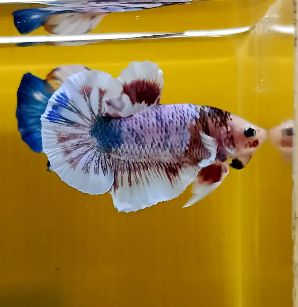 ikan cupang big ear marble
