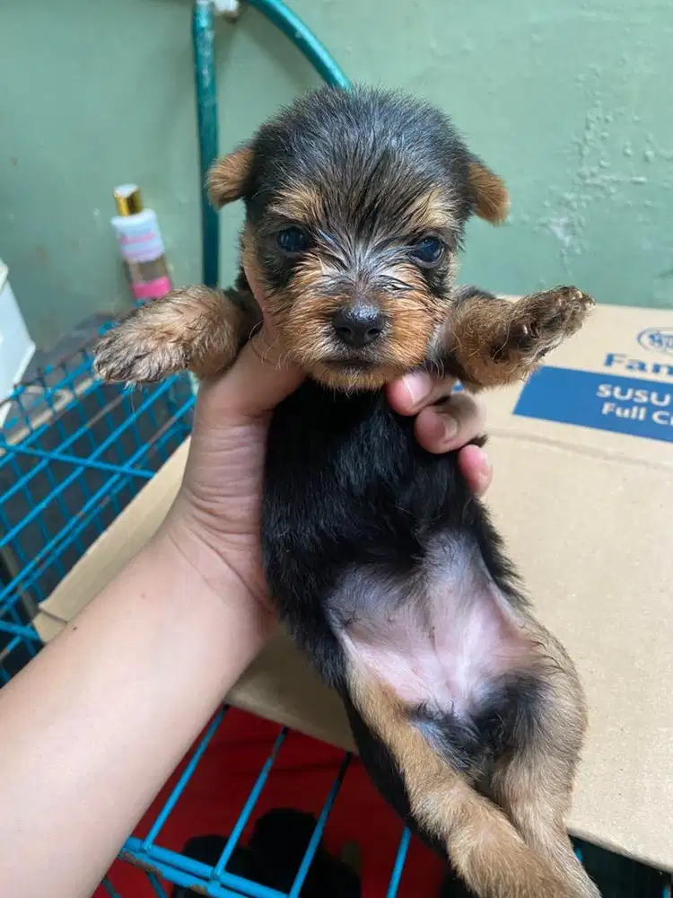Puppy Yorkshire