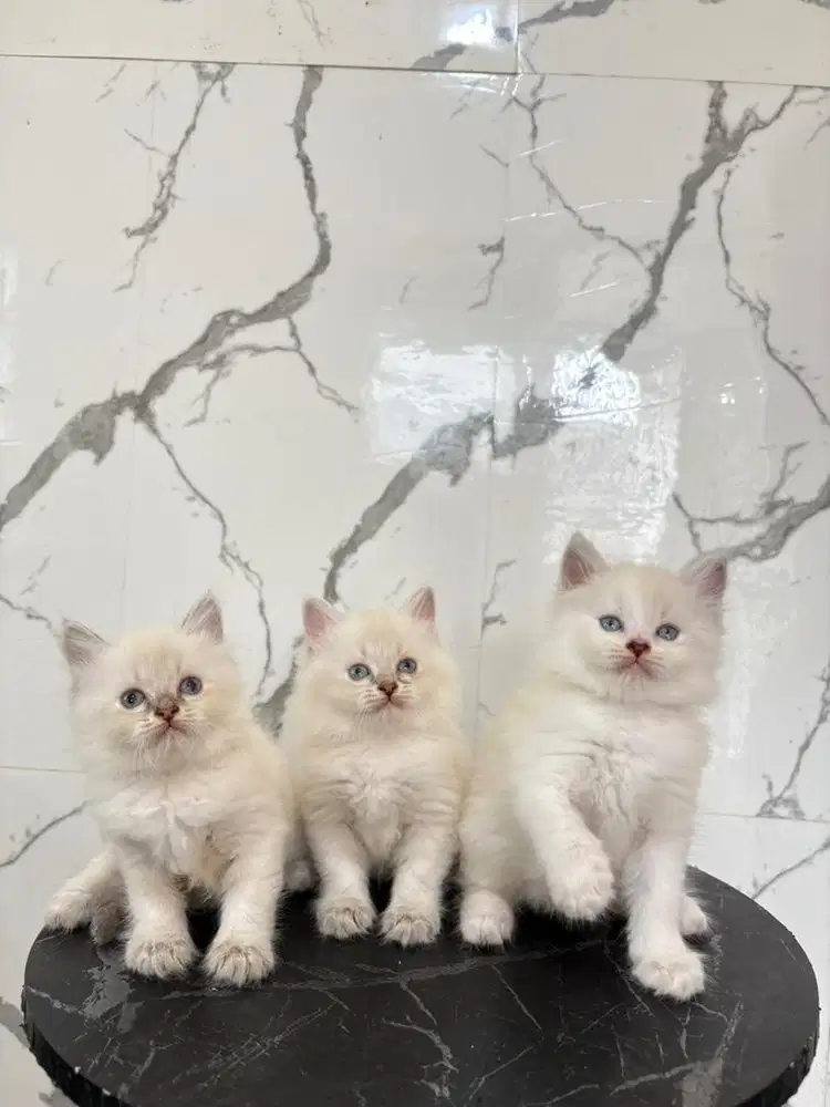 Kucing midol mata biru