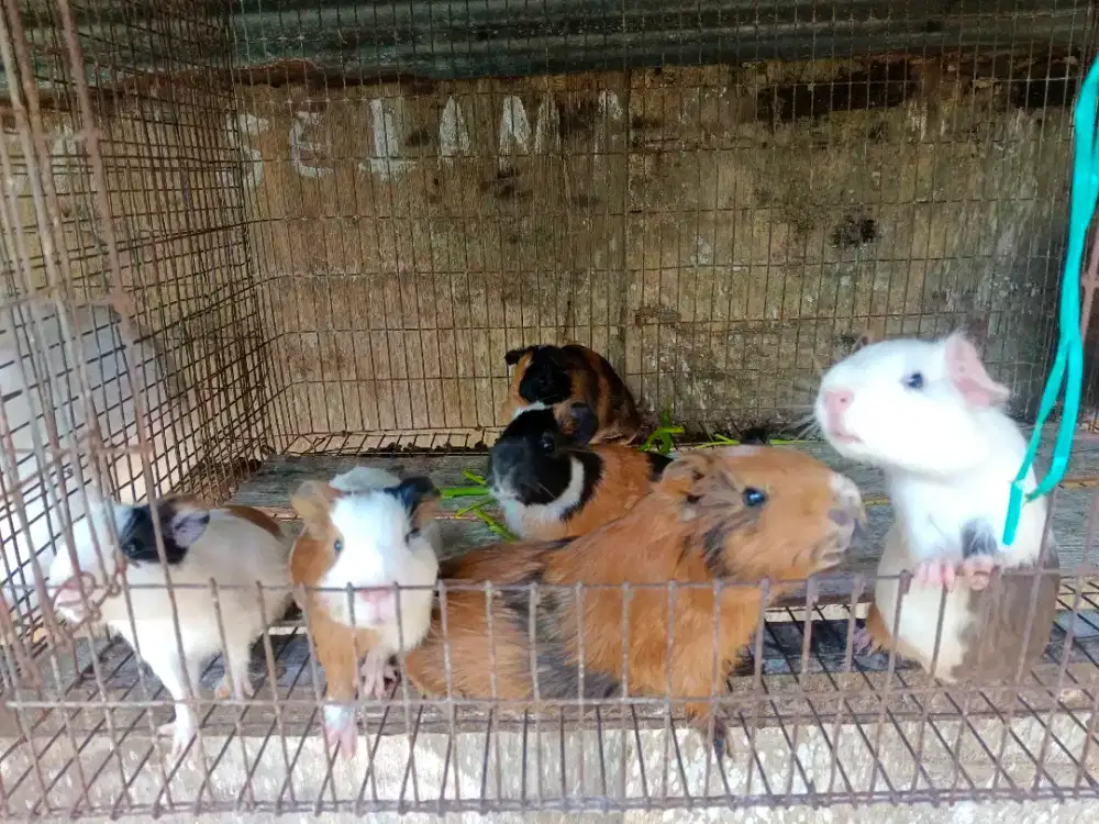 Marmut lucu lucu