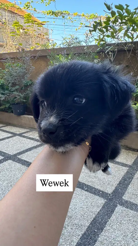 DIJUAL Anjing (Induknya Golden + Bapaknya Anjing Bali)