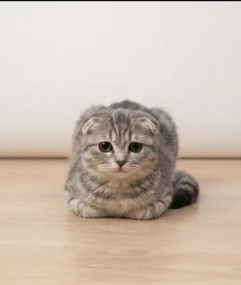 Scottish Fold Blue tabby Female