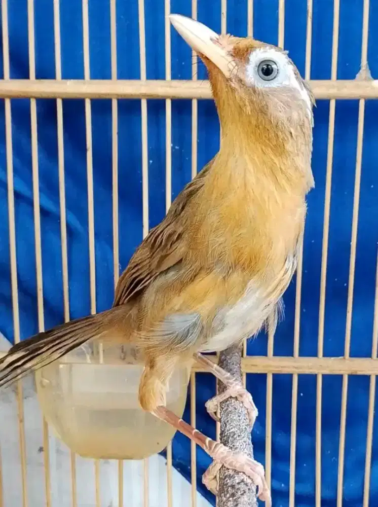 wambi/whamei jantan import bodi besar mulus