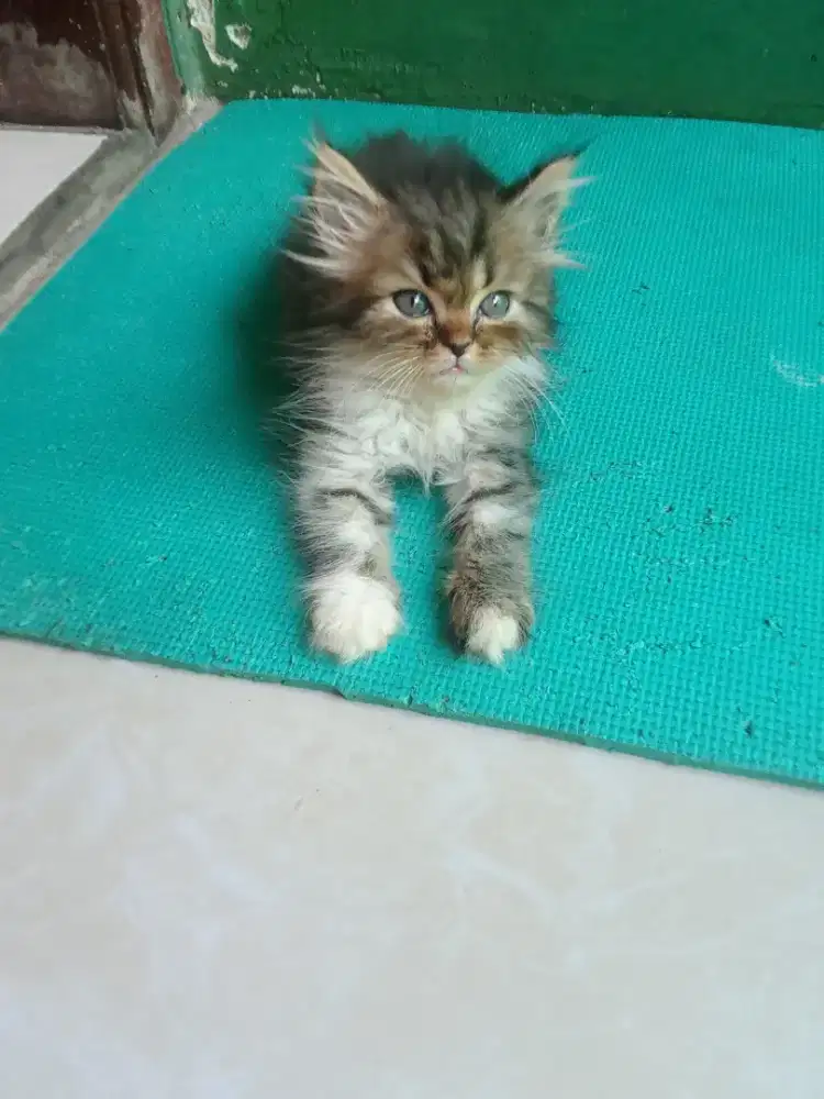 Kucing anakan Persia flatnose