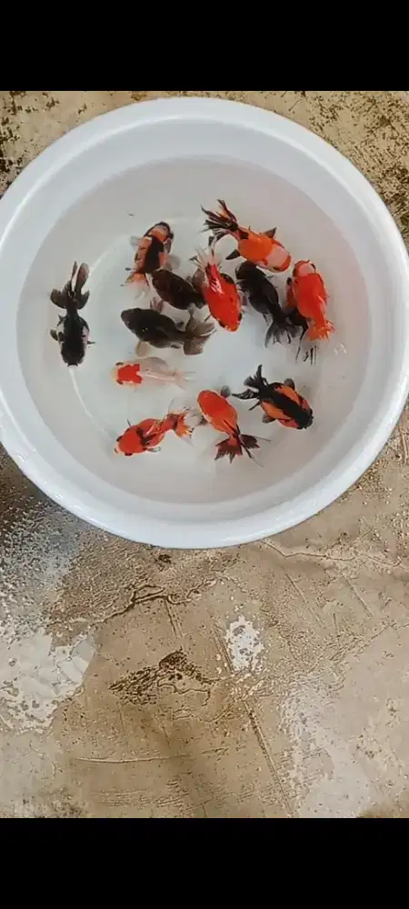 Koki Trico, BL, Panda, Rw jawa